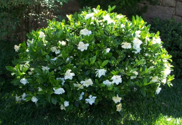 GARDENIA - Image 4