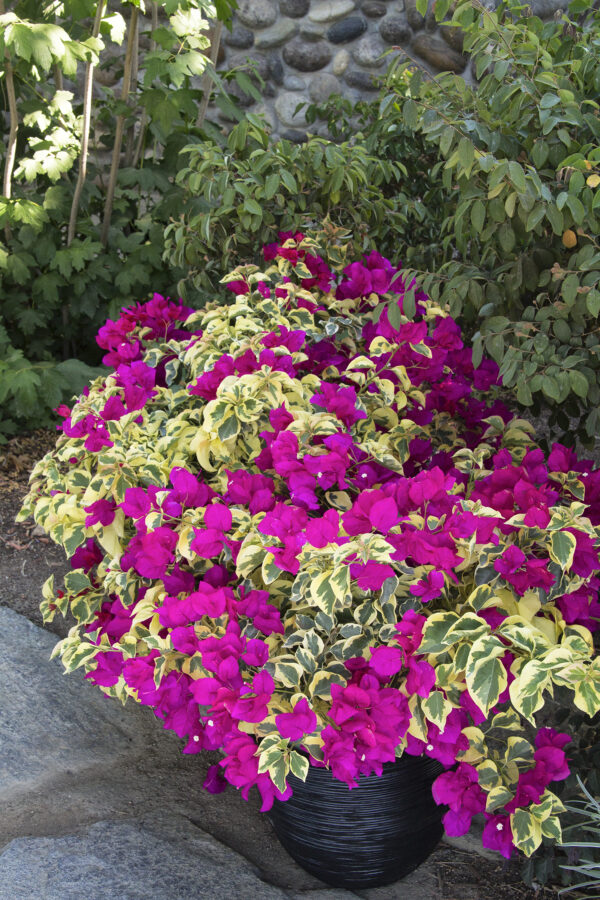 Bougainvillea 'Raspberry Ice'