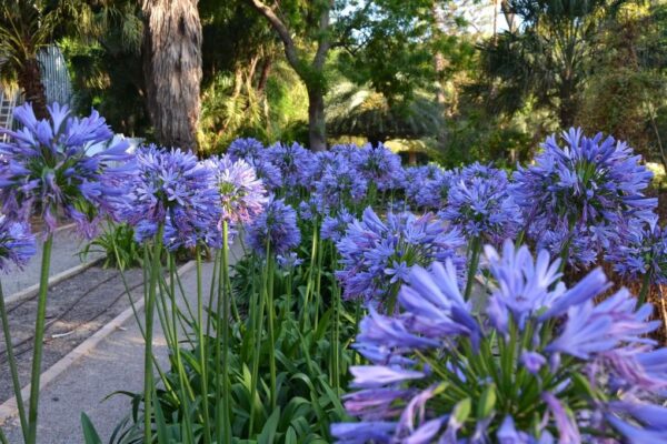 Agapanthus africanus - Image 4