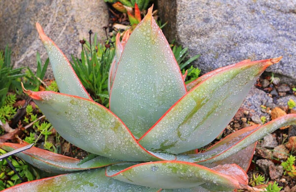 Coral Aloe