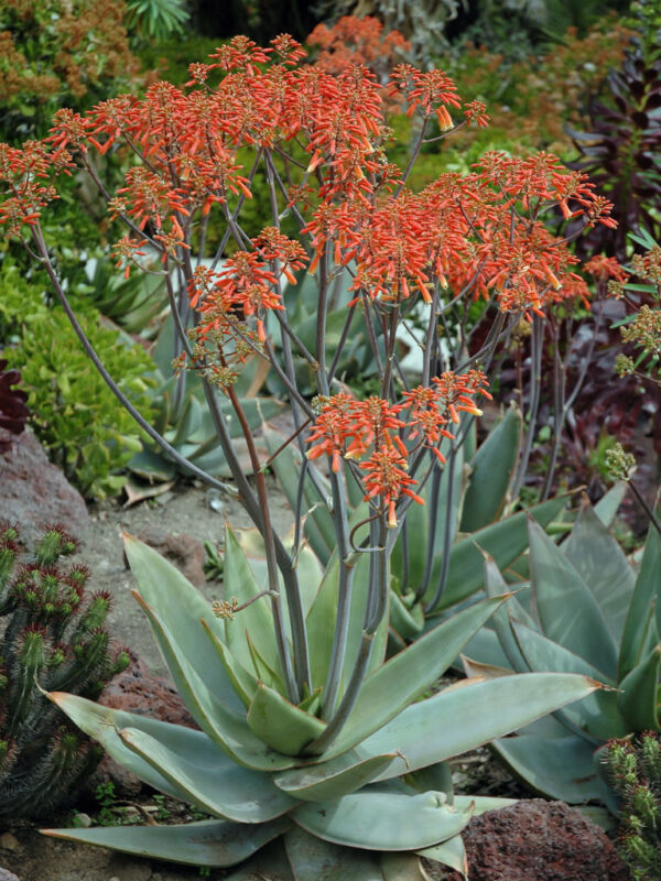 Coral Aloe - Image 2