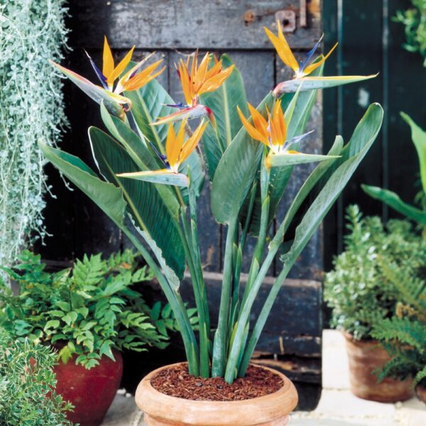 Dwarf Birds Of Paradise