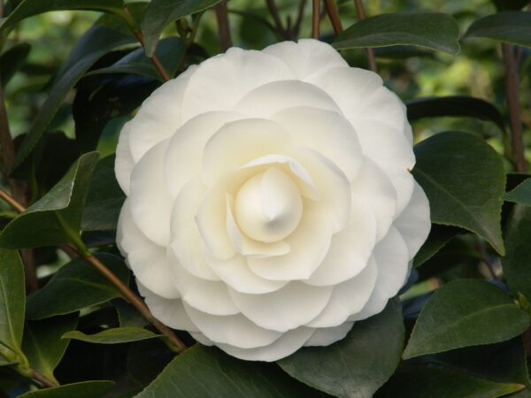 Camelia - Image 2