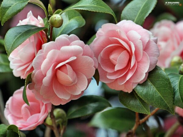 Camelia - Image 3