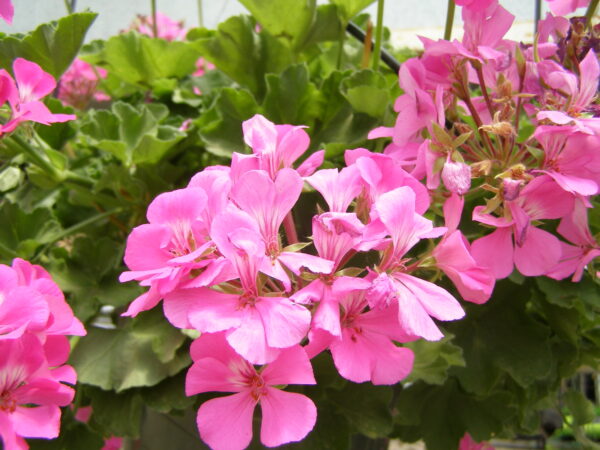 Pink Ivy Geranium