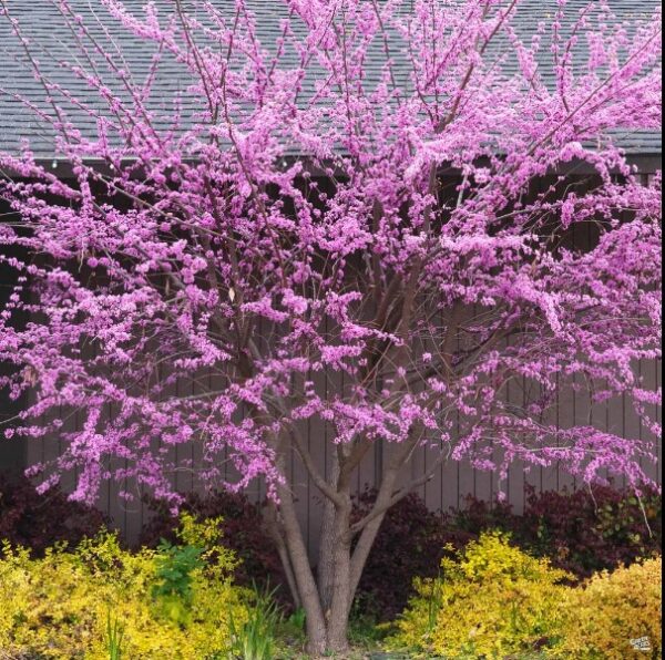 Western Redbud