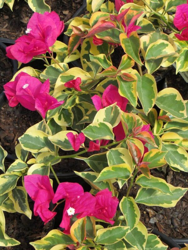 Bougainvillea 'Raspberry Ice' - Image 2