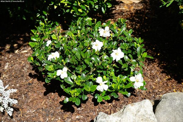 GARDENIA - Image 2