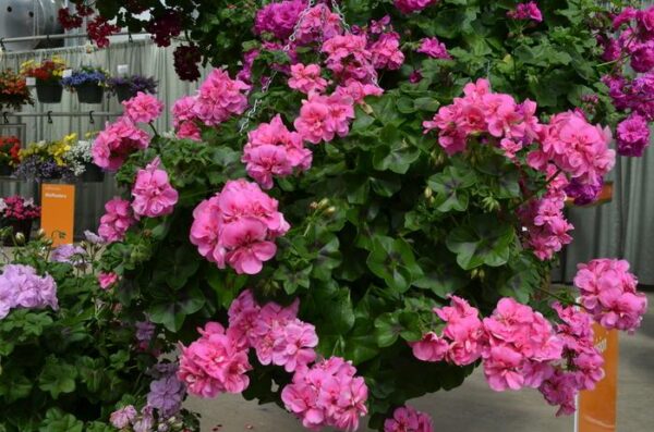 Pink Ivy Geranium - Image 2