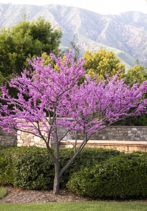 Forest Pansy Redbud - Image 2