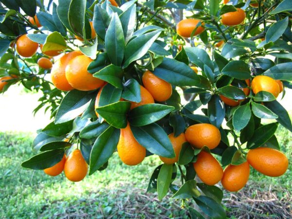 KUMQUAT TREE - Image 3