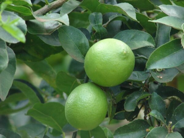 LIME TREE - Image 4