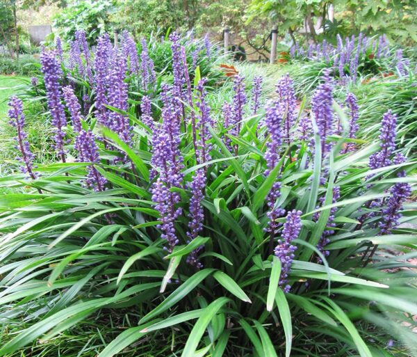 LIRIOPE 'MUSCARI LILY TURF'