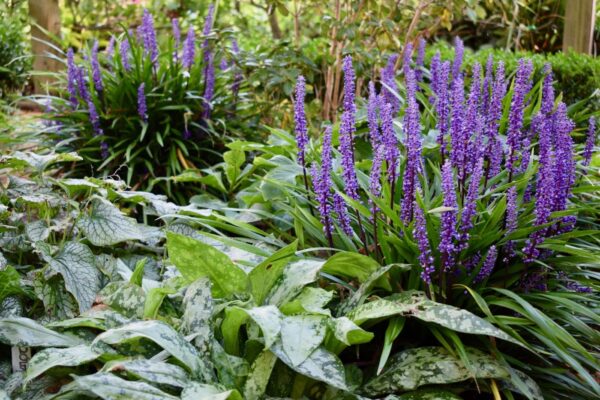 LIRIOPE 'MUSCARI LILY TURF' - Image 2