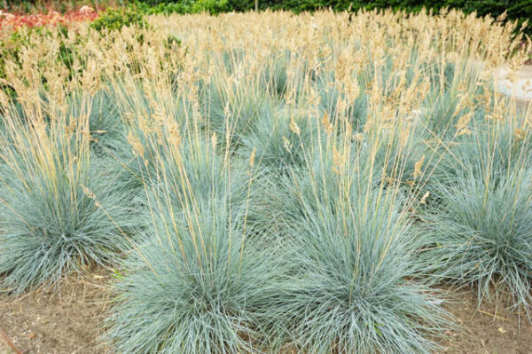 Blue Fescue - Image 3