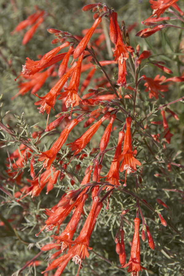 California Fuschia