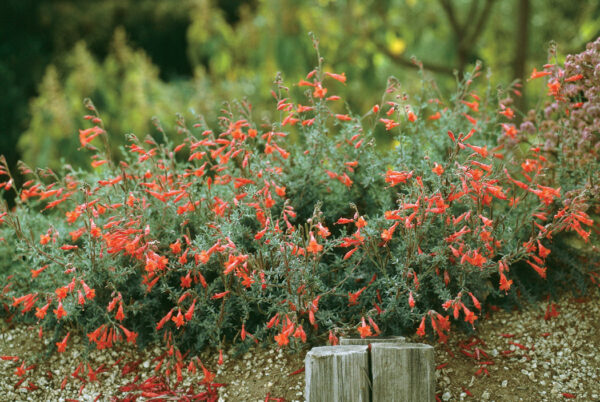 California Fuschia - Image 2