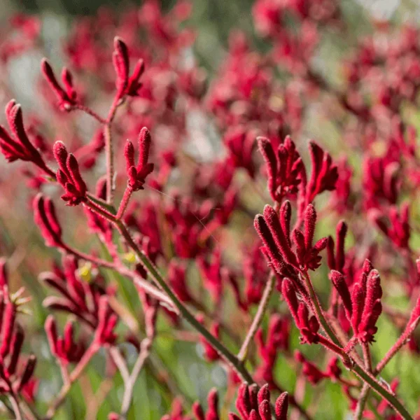 KANGAROO PAW- BIG RED - Image 2