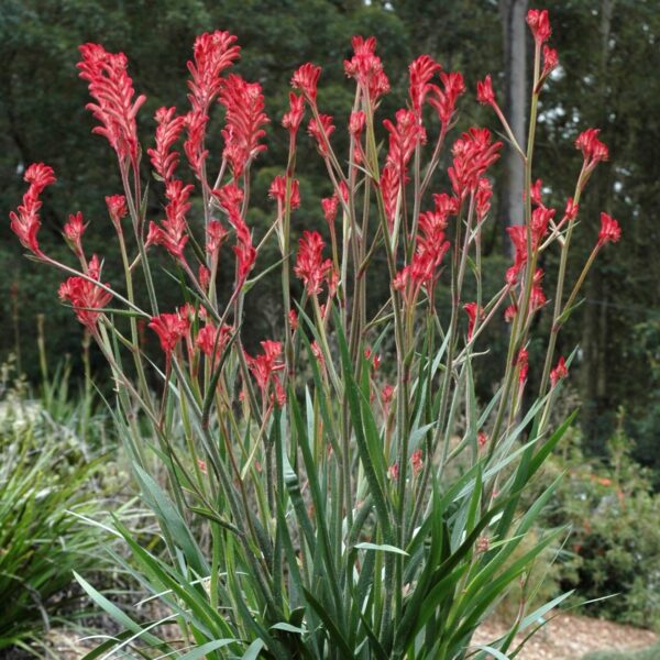 KANGAROO PAW- BIG RED