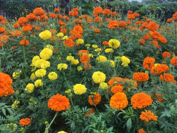 MARIGOLDS - Image 2