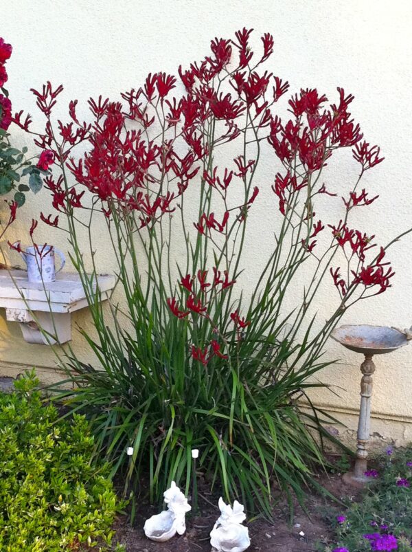 KANGAROO PAW- BIG RED - Image 3