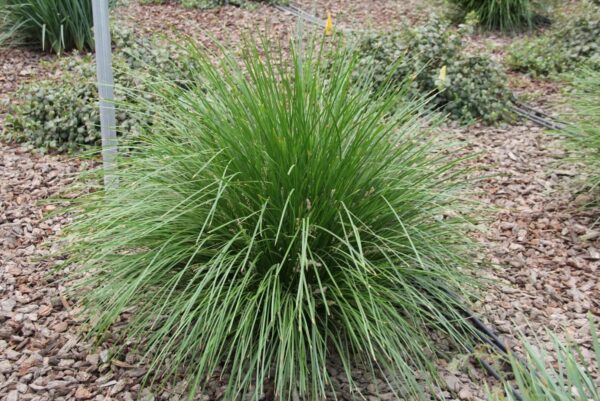 LOMANDRA - Image 2