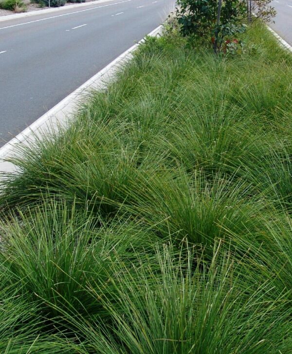 LOMANDRA - Image 3