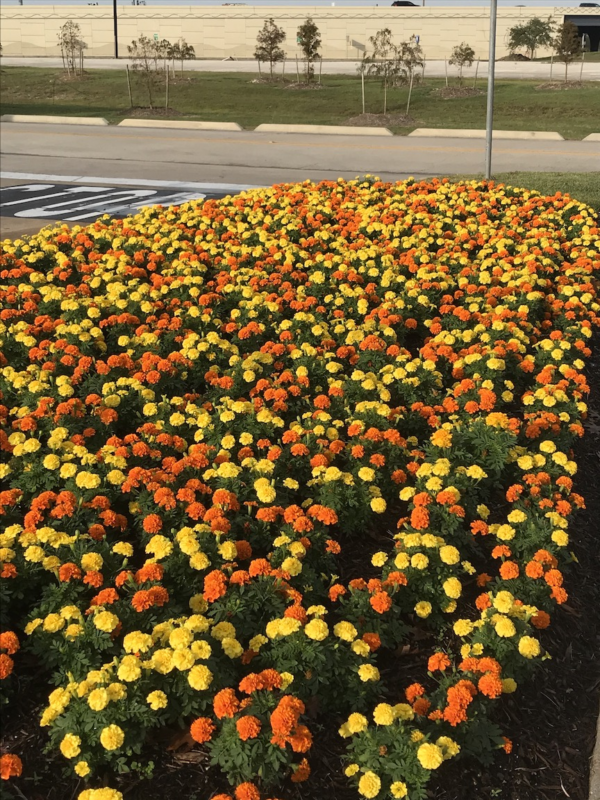 MARIGOLDS