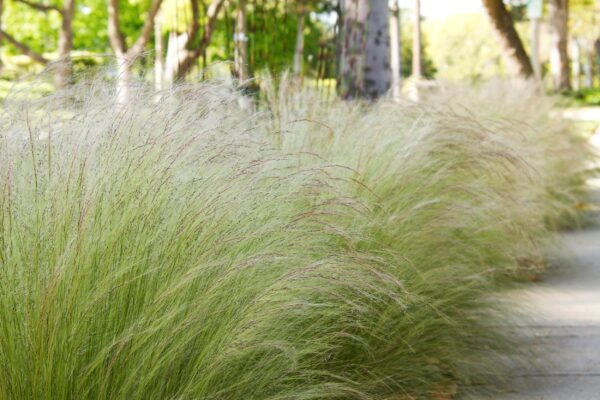 MEXICAN FEATHER GRASS - Image 3