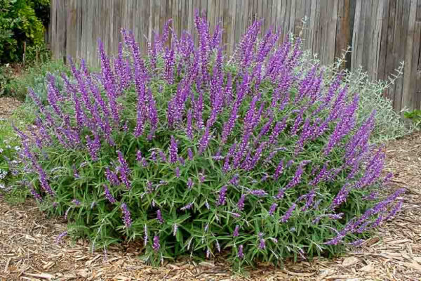 SALVIA - Image 3