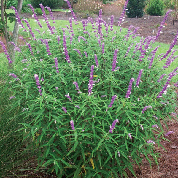 SALVIA - Image 6