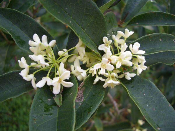 MAGNOLIA ALBA 'OSMANTHUS'