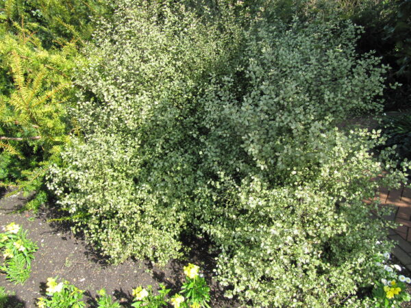 PITTOSPORUM 'SILVER SHEEN'