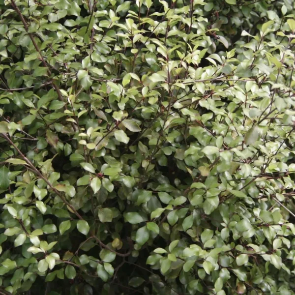 PITTOSPORUM 'SILVER SHEEN' - Image 4