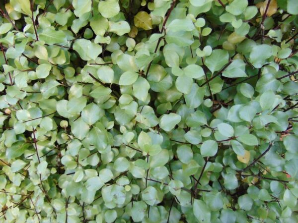 PITTOSPORUM 'SILVER SHEEN' - Image 3