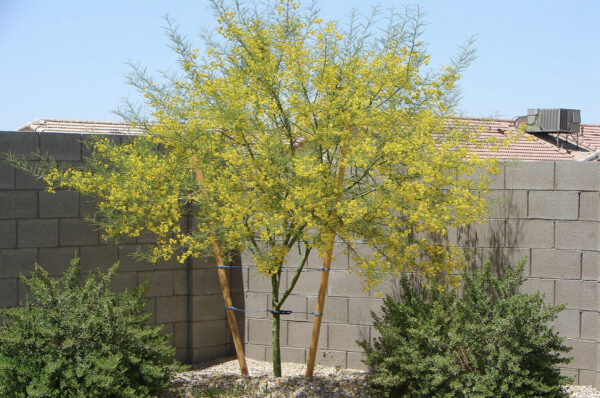 PALO VERDE