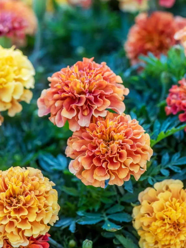 MARIGOLDS - Image 3